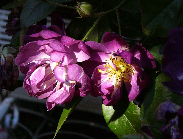 Detailaufnahme der Blüten von Veilchenblau