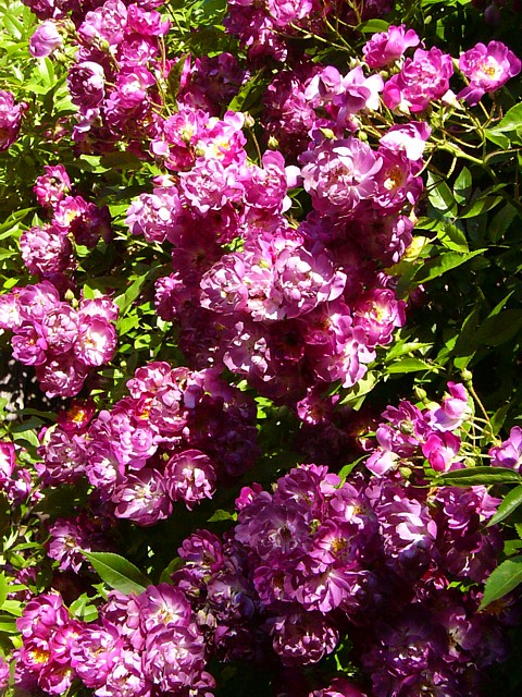 Blütenrispen der Veilchenblau