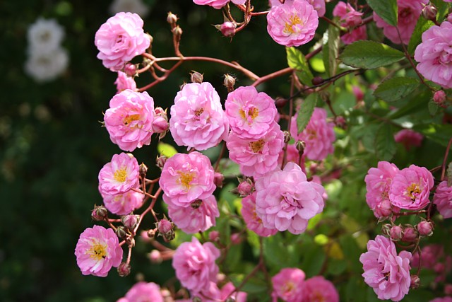 Rose Witzenhausen Blüten im Detail