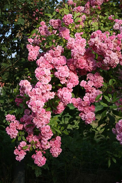 Rose Witzenhausen Blütentraube