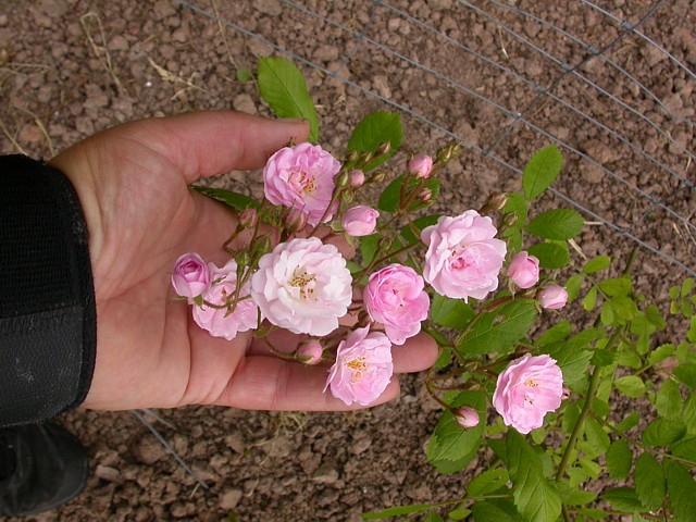 Blütentraube des Rambler Witzenhausen