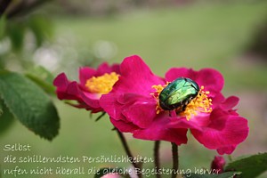 Rosen käfer an einer Blüte von Gallica Violacea