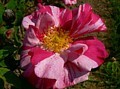 Gallica Versicolor - Rosa Munid