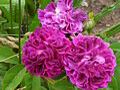 Centifolia A fleurs Doubles Violettes (T)